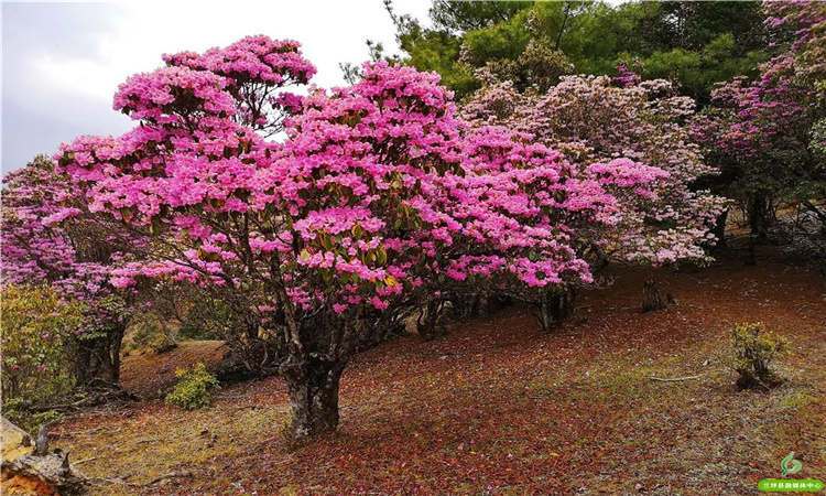 青巖山杜鵑花開漫山野 大美蘭坪等你來！