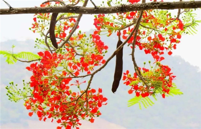 怒江旅游 鳳凰花開紅似火，峽谷賞花正當(dāng)時(shí)